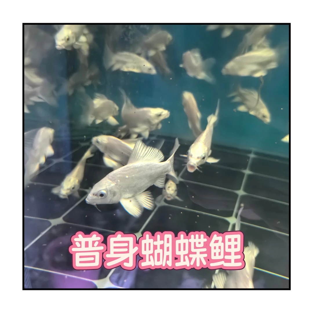 台湾普身白色蝴蝶鲤观赏鱼冷水鱼短身淡水狮头长尾锦鲤鱼活体包邮