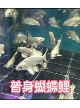 台湾普身白色蝴蝶鲤观赏鱼冷水鱼短身淡水狮头长尾锦鲤鱼活体包邮