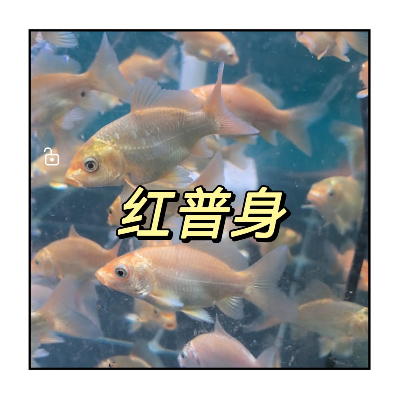 红普身普短蝴蝶鲤观赏鱼冷水大鳍大尾