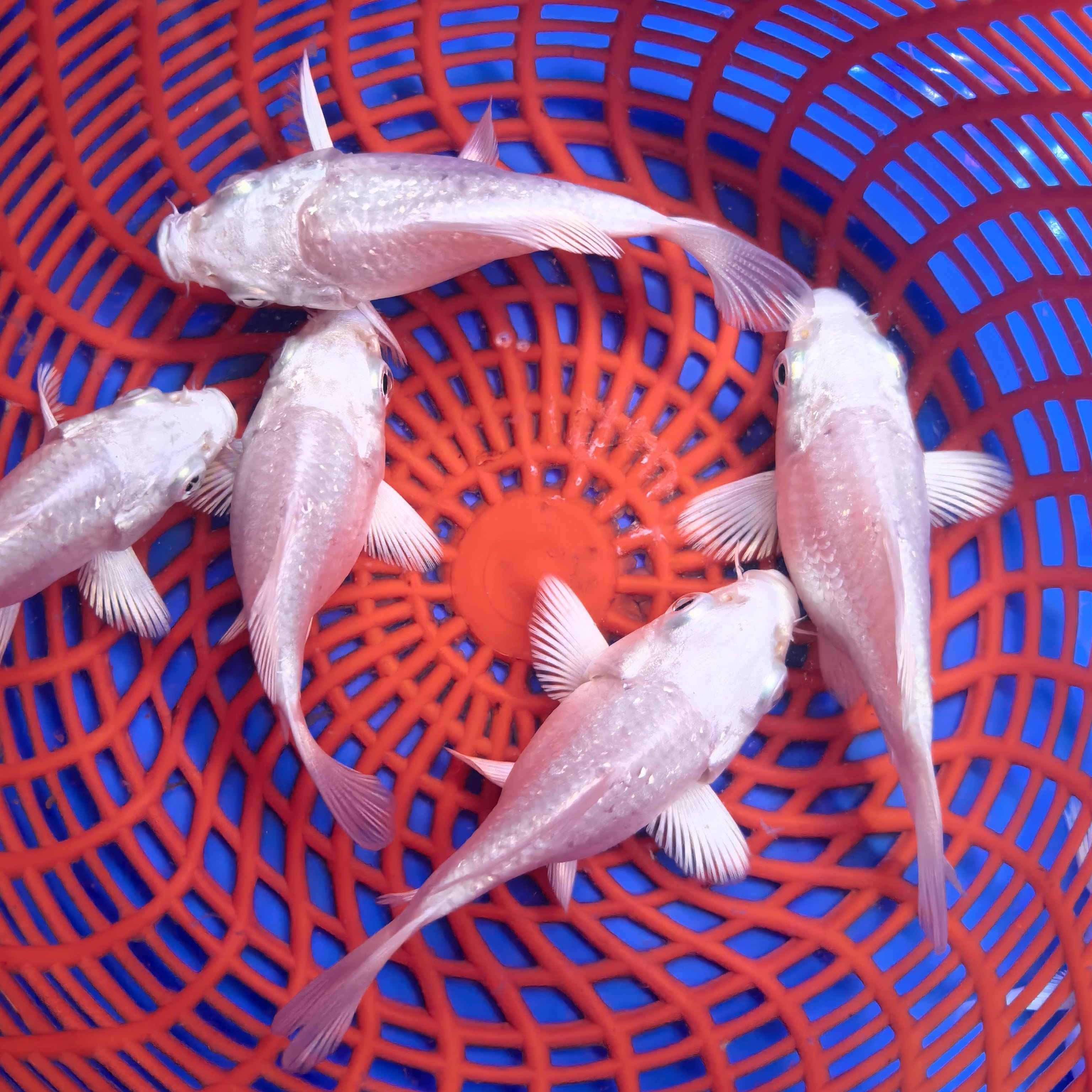 练手鱼4-5公分左右蝴蝶鲤