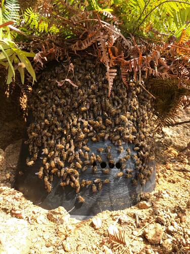 黑色专用工具开孔诱蜂桶