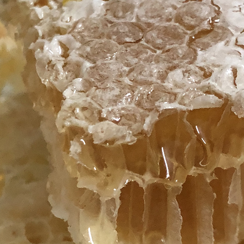 山巢蜜 山上挖蜂蜜中华蜜蜂冬蜜 鸭脚木蜜500g山蜂蜜带巢 春 夏蜜