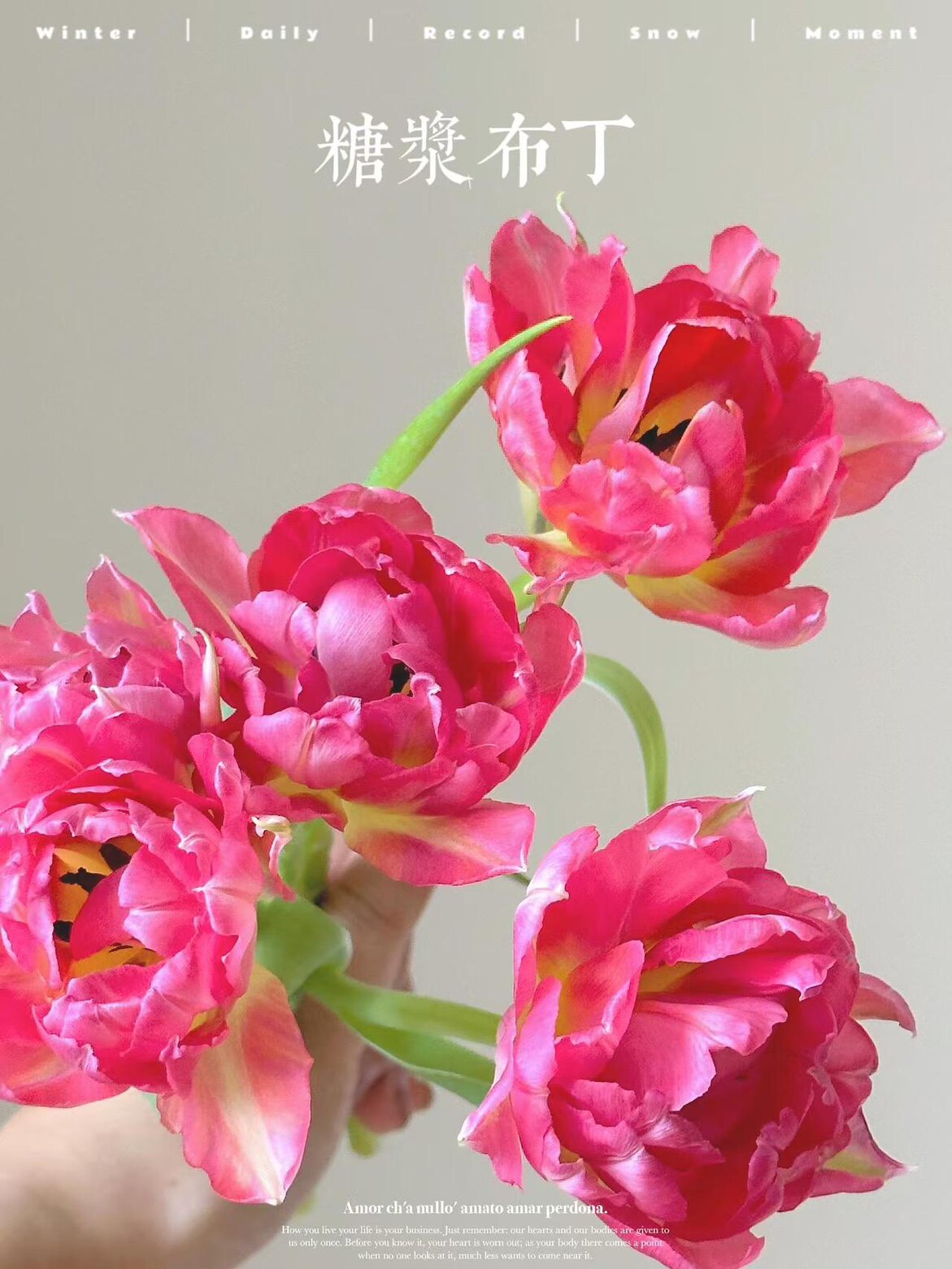 云南鲜花草莓松饼郁金香鹦鹉郁金香重瓣郁金香10只一扎贝儿郁金香