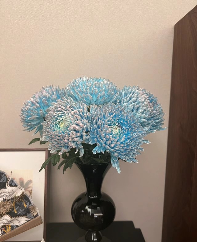 云南优质鲜花牡丹菊青花瓷云南直发,鲜花速递/花卉仿真/绿植园艺,鲜花速递(同城),淘宝优惠券,粉丝福利购,淘宝优惠卷