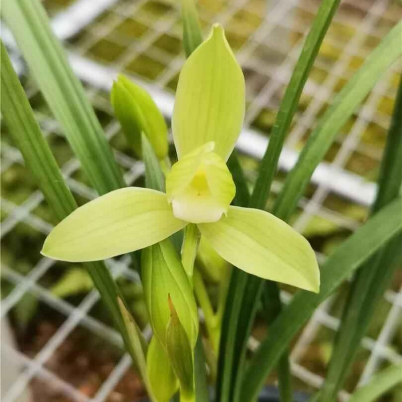 兰花苗隆昌素西蜀道光翠荷素春剑绿植园艺盆栽老种国兰素心好养活