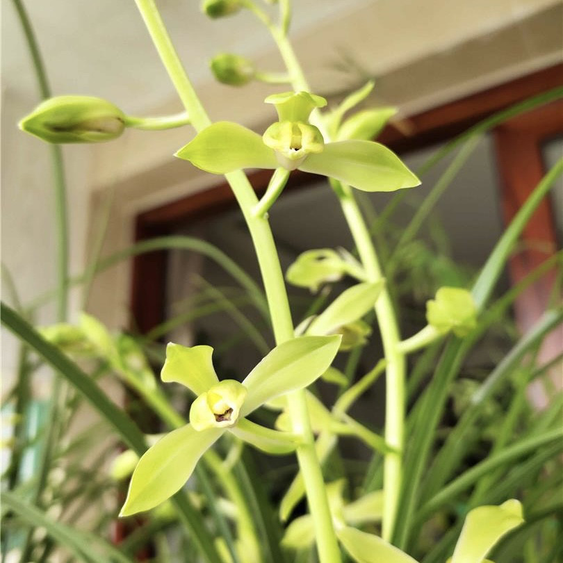 兰花蕙兰老上海看老种国兰铭品绿植园艺花卉盆栽好养易活室内浓香