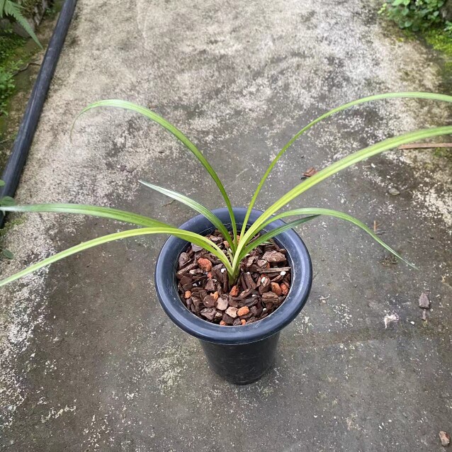 兰花春剑变色龙先明中透艺国兰铭品好养易活绿植园艺盆栽老种线艺