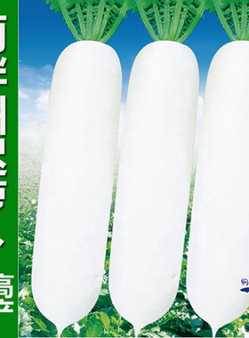 南畔洲迟萝卜种子晚熟白萝卜越冬耐抽苔春不老萝卜秋冬播蔬菜种籽