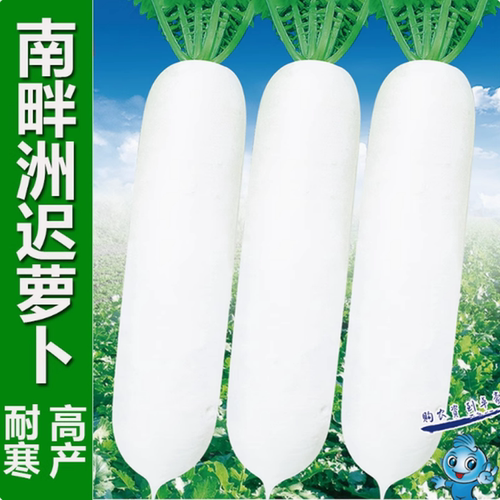 蔬菜南畔大白不老空心蔬菜白萝卜