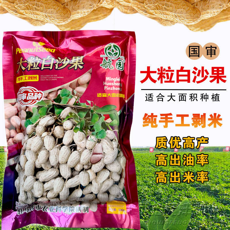 大小白沙带壳原种花生籽春季大果超高产花生种子原种早熟山东鲁花图片