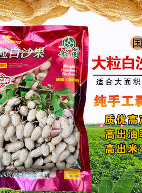 大小白沙带壳原种花生籽春季大果超高产花生种子原种早熟山东鲁花