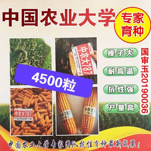 高产玉米中农大787抗旱抗倒伏