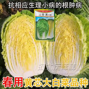 春季播高产抗根肿病耐抽薹中白菜种子黄心大白菜种子基地用蔬菜籽