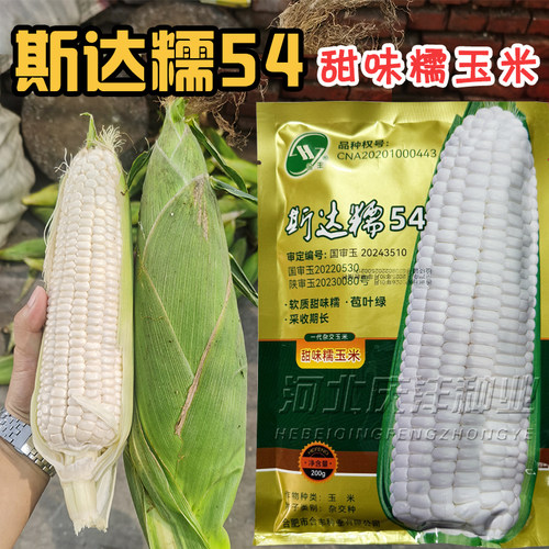 合丰白甜糯玉米种子大棒型