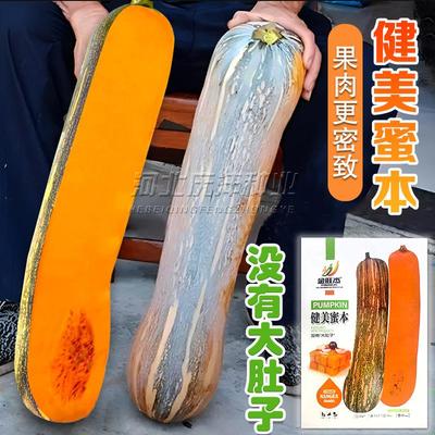 青龙菜瓜种子新种易出芽