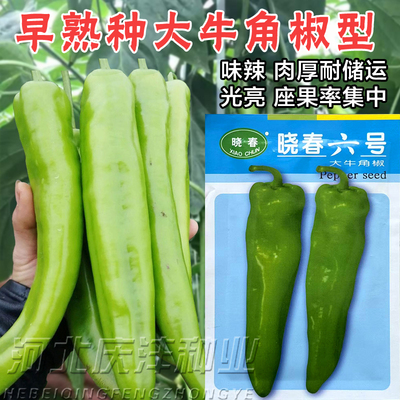 晓春六号大辣椒种子牛角辣椒
