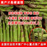 Семена бренда американского орла Семена многолетняя высокопоставленные Семена четыре сезона саженцев из спаржи. Фиолетовое лето, осень и зимнее блюдо