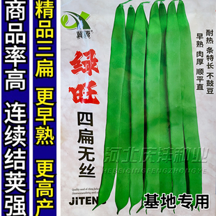 四扁无丝架豆王种子早熟高产抗病肉厚肉质细嫩春秋播豆角宽荚芸豆