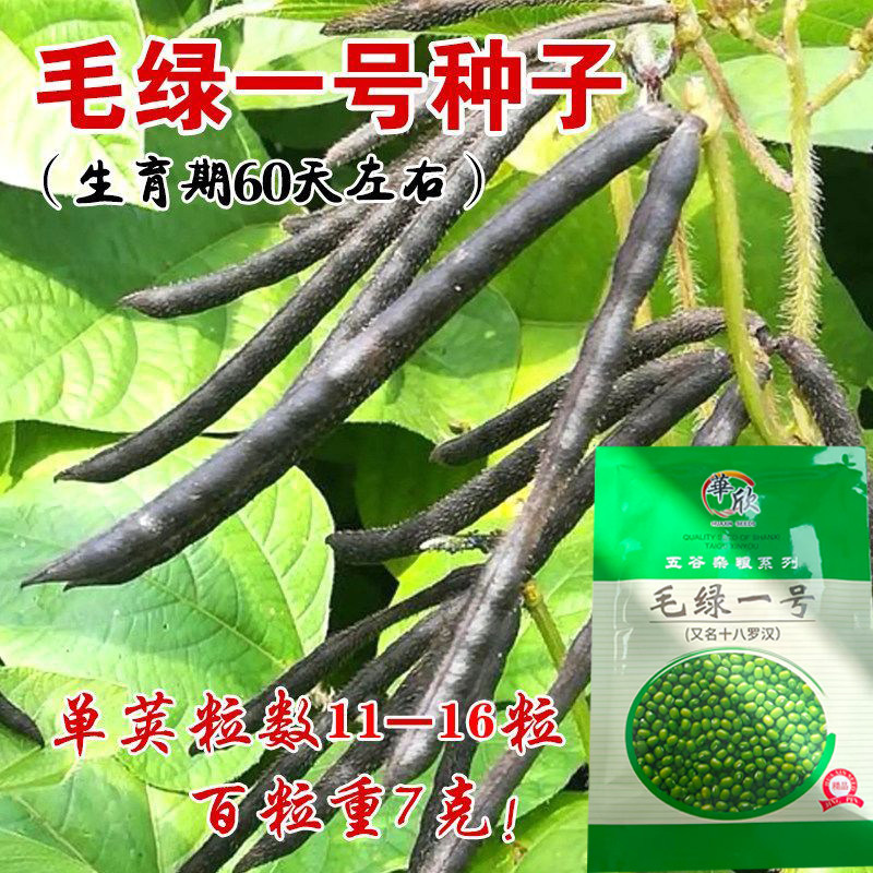 毛绿一号绿豆种子春播豆子种子早熟高产抗病好春季种子秋季菜园种