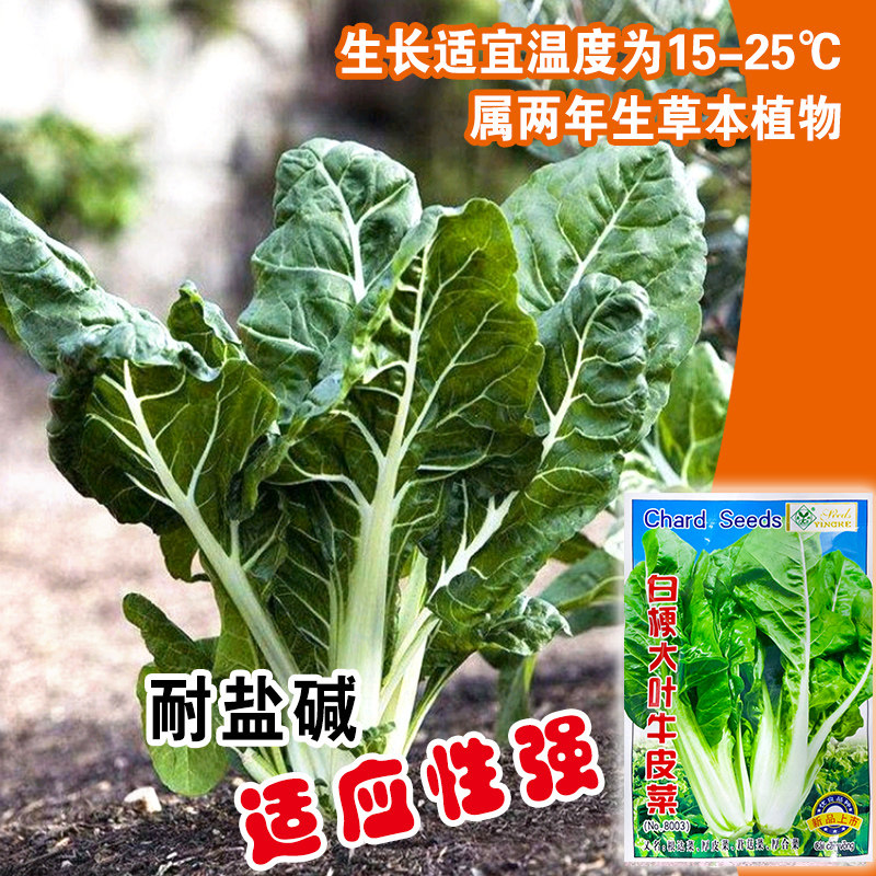 牛皮菜种子四川牛皮菜种籽重庆厚皮菜野菜叶甜菜蔬菜种孑四季耐寒_虎窝淘