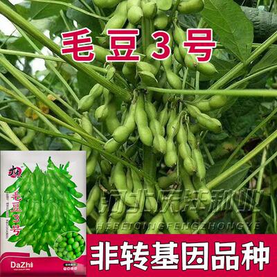 农家自种新鲜蔬菜毛豆荚