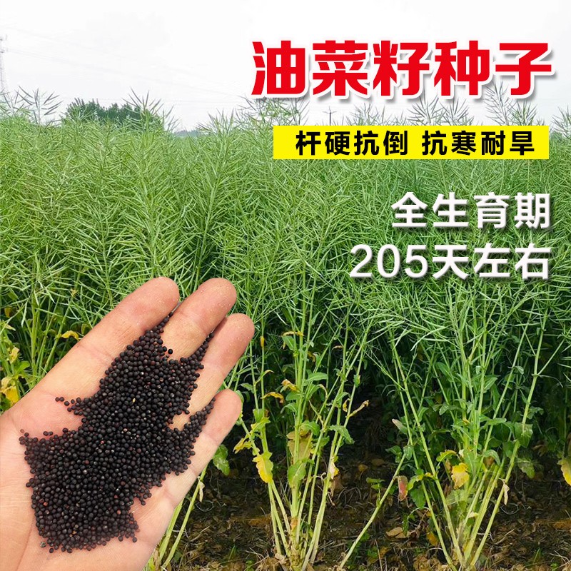 油菜种子早熟高产矮杆耐寒
