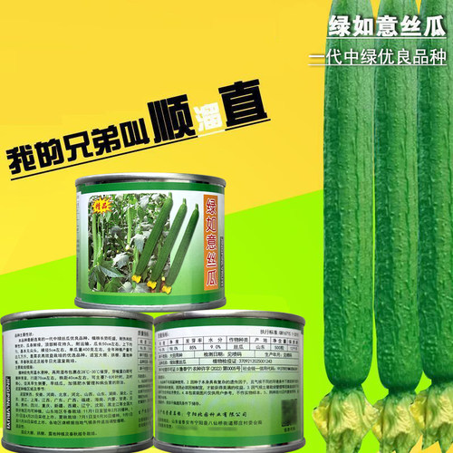 丝瓜种子绿如意耐热性亩产量