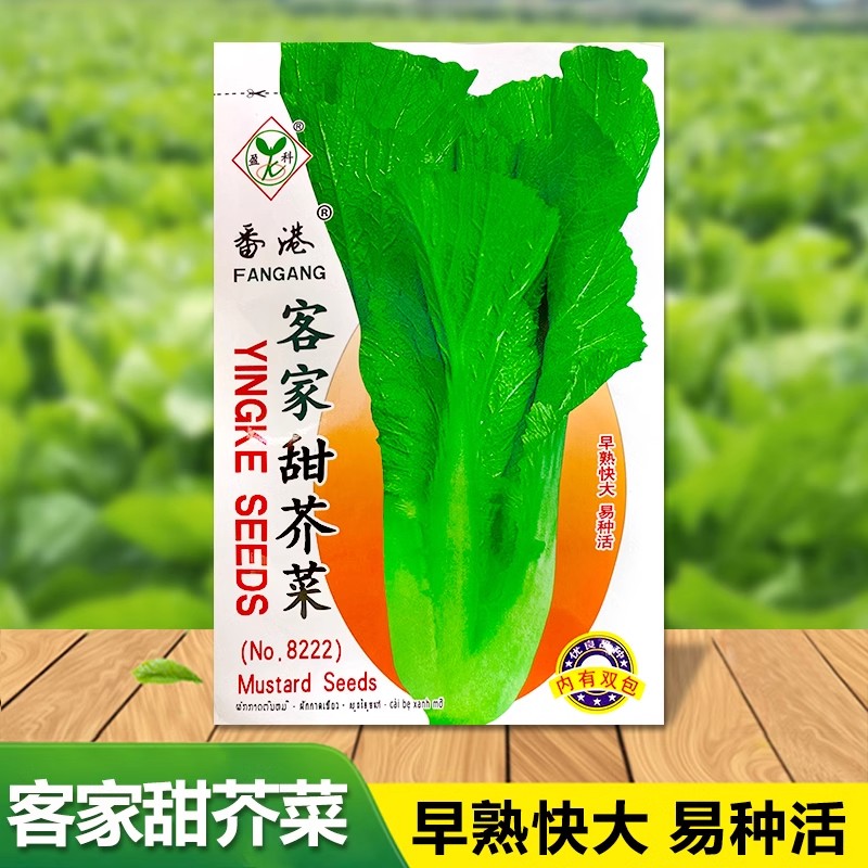 甜芥菜种子四季高产花边芥菜阳台蔬菜种子盆栽易种香港花边青菜叶
