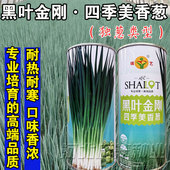 四季 播 香葱种子黑叶金刚小香葱种子耐热抗病抗倒直立香葱种子四季