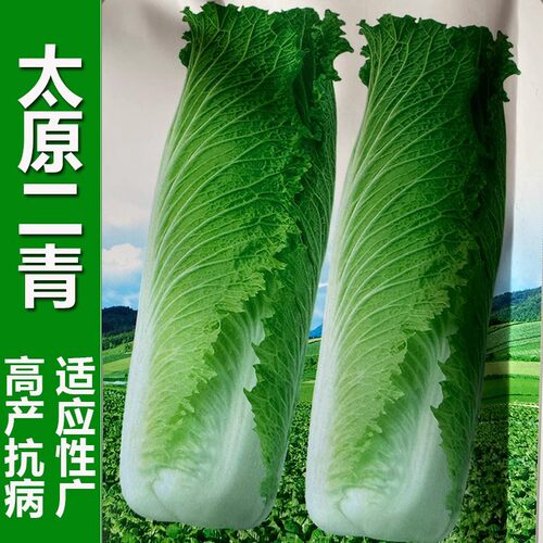 太原二青大白菜种子天津青麻叶