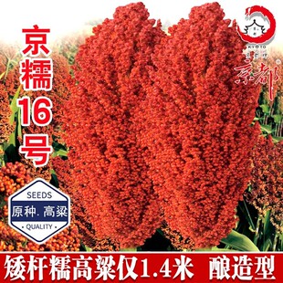 矮杆高产酿酒孑红高粱种子种籽红缨子红京糯大田抗旱抗涝五谷杂粮