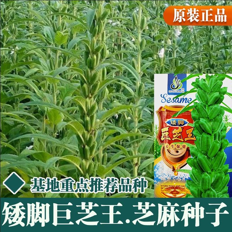 矮脚高产白芝麻种子高油图片