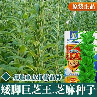 矮脚霸王鞭芝麻种子农家田园春季黑芝麻种籽四季早熟高产蔬菜种孑