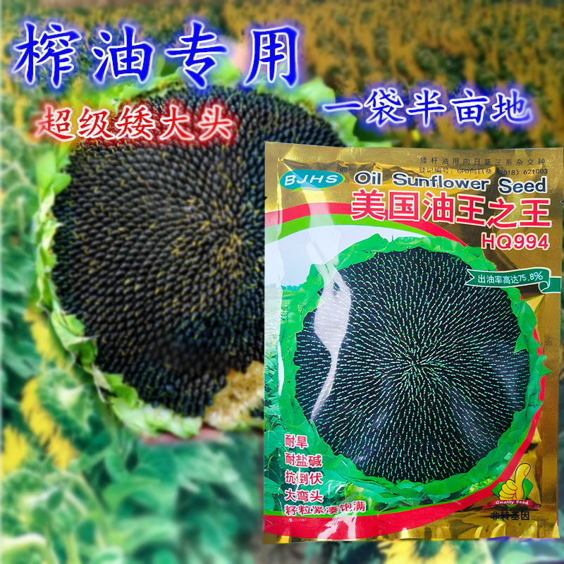 美国超级矮大头 油葵向日葵种子200g 矮杆大盘榨油食用葵花籽种孑