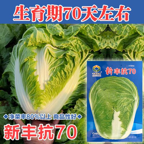 丰抗708090天大包心白菜种子