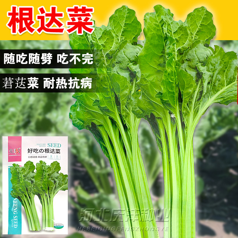 根达菜种子牛皮菜厚皮菜南方甜菜四季春季蔬菜籽庭院易种高产抗病