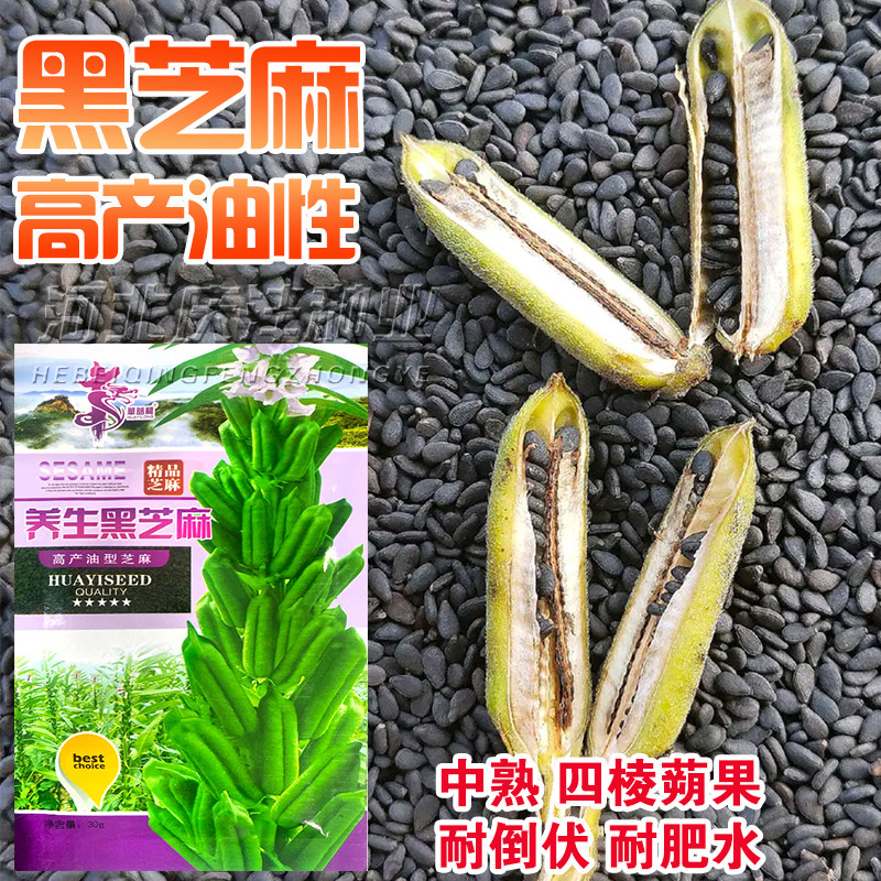 抗倒伏高油养生春夏黑芝麻种孑图片