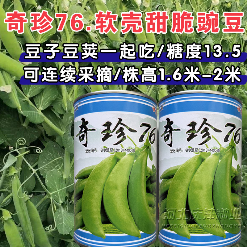 奇珍76甜脆豌豆种子早熟高产基地专用甜脆豆种子水果甜豌豆种子籽