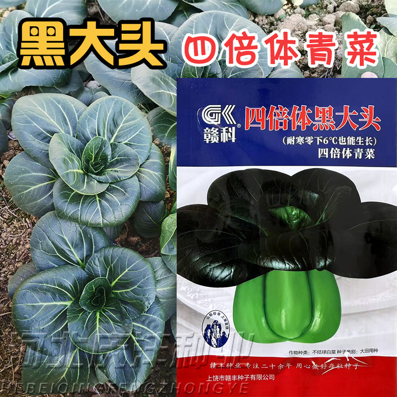 赣科四倍体黑大头青菜种子浓绿抗病耐寒不易抽苔菜苏州青矮脚青菜