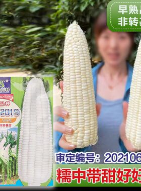 甜糯玉米种子水果玉米种籽