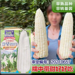 甜糯玉米种子水果玉米种籽包谷国审白甜四季蔬菜早熟超甜黏糯种孓