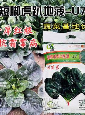 矮脚虎趴地菠菜种子抗寒大圆叶