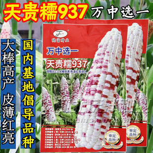 彩甜糯2018宝马天贵糯937好吃甜加糯晓富粘甜糯玉米种籽大田基地
