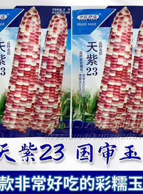 彩甜粘糯玉米种子中品