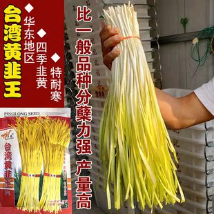 台湾黄韭王韭黄种子耐寒高产韭黄籽早熟高产四季蔬菜种脆嫩长势快