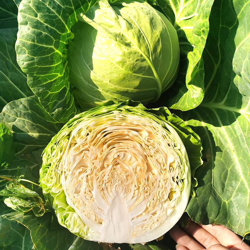 日本铁头 40天成熟圆球形甘蓝种子 早熟包菜卷心菜莲花白种子抗寒