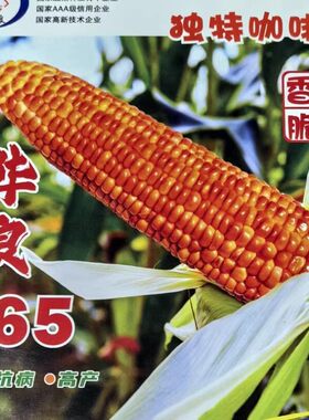 咖啡香甜糯玉米种子春秋大田蔬菜种孑水果黑白黄甜糯玉米种籽苞谷