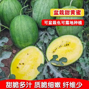 冰麒麟西瓜种子黄心早熟礼品夏季甜瓜黄瓤水果种籽薄皮阳台庭院春