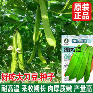大红刀豆种子孑春季夏季秋季耐热四季蔬菜挟剑豆特长大刀豆角种籽