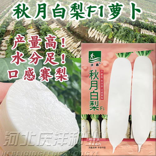 秋月白梨萝卜种子耐热耐抽苔